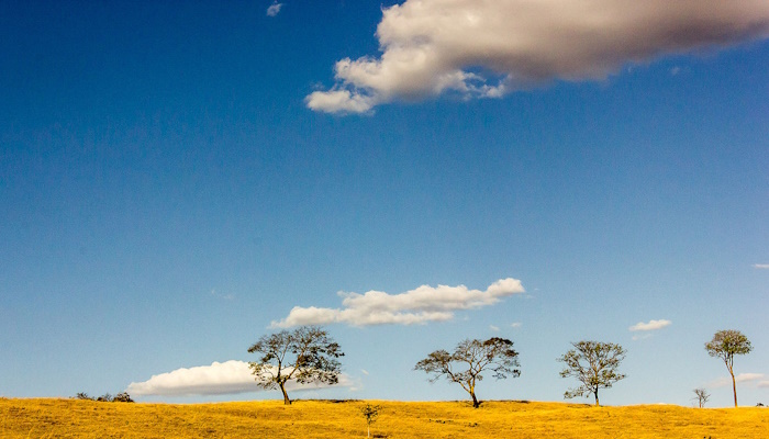 cerrado-basileiro